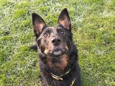 Rosie | German Shepherd Dog