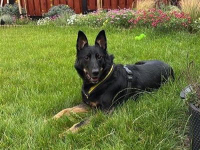 Rosie | German Shepherd Dog