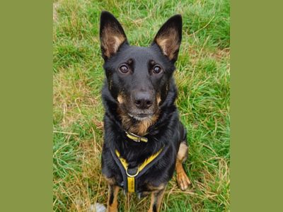 Rosie | German Shepherd Dog