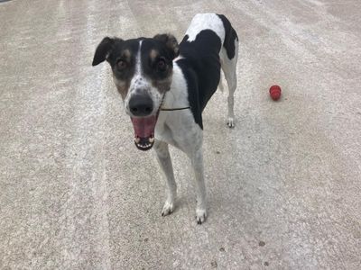 Snoop | Lurcher