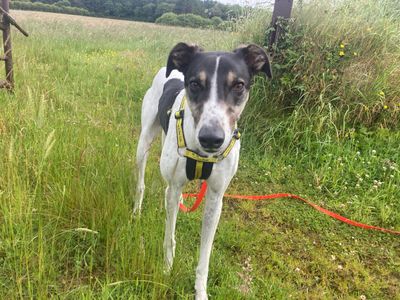 Snoop | Lurcher