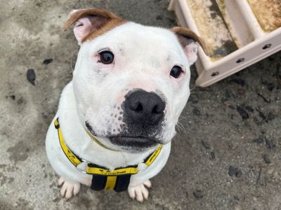 Mr bump | Terrier (Staffordshire Bull)