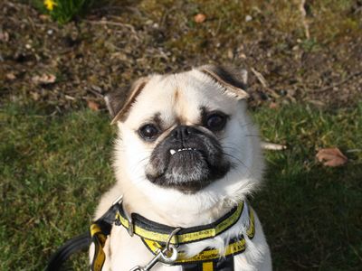 Peter | Pug