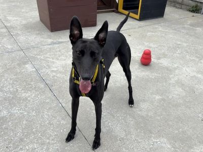 Perez | Lurcher