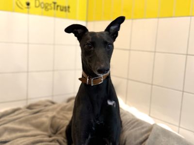 Perez | Lurcher