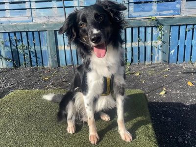 Nick | Collie (Border)