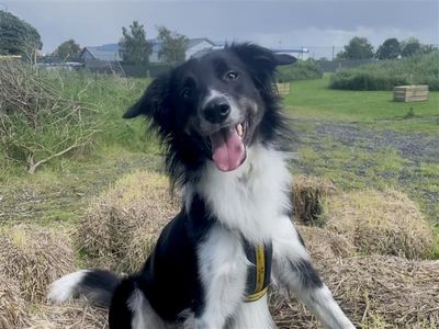 Nick | Collie (Border)
