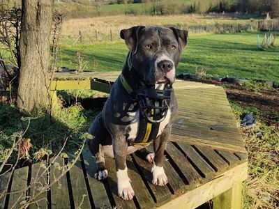 Maggie | Terrier (Pit Bull)