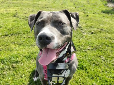 Maggie | Terrier (Pit Bull)