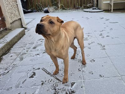 Loki | Crossbreed