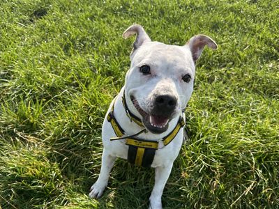 Deirdre | Terrier (Staffordshire Bull)