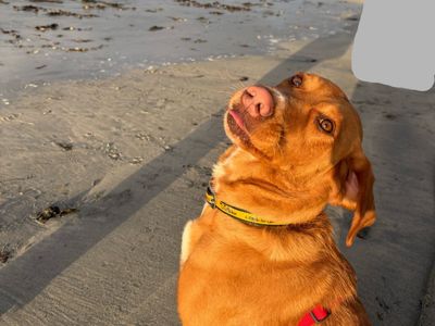 Allie | Retriever (labrador)