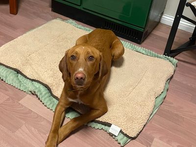 Allie | Retriever (labrador)