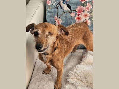 Edwina | Terrier (Jack Russell)