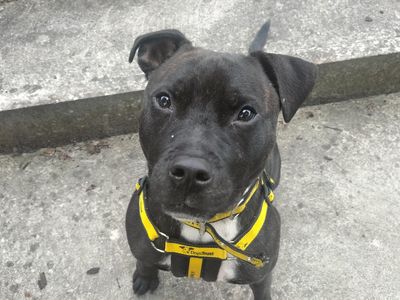 Mowgli | Terrier (Staffordshire Bull)