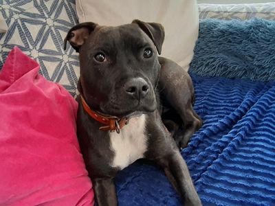 Mowgli | Terrier (Staffordshire Bull)