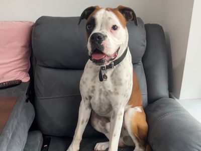 Bob | Boxer