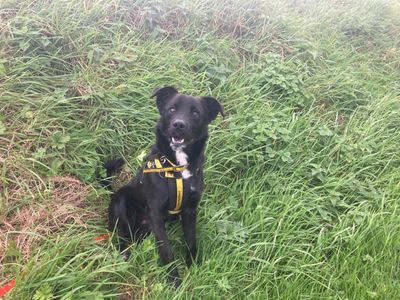 Sloan | Retriever (labrador)