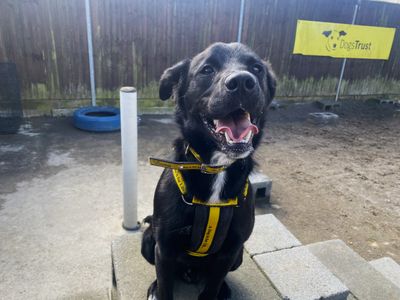 Sloan | Retriever (labrador)