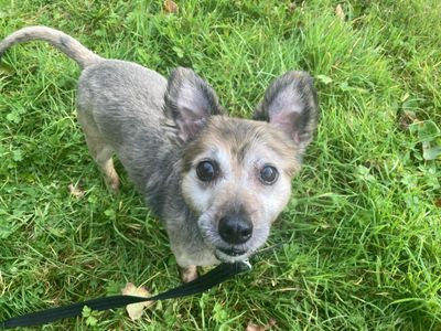 Sutton | Crossbreed