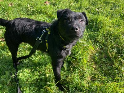 Wizard | Terrier (Patterdale)