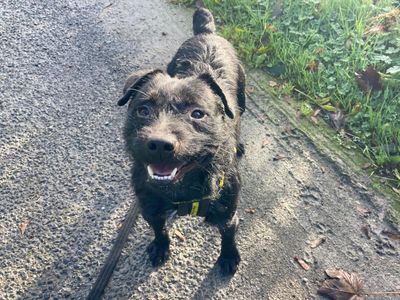 Wizard | Terrier (Patterdale)
