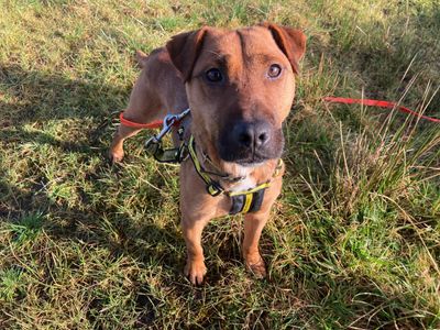 Dalton | Crossbreed