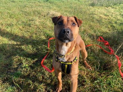 Dalton | Crossbreed