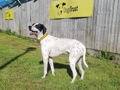 Nieve | Spaniel (English Springer)