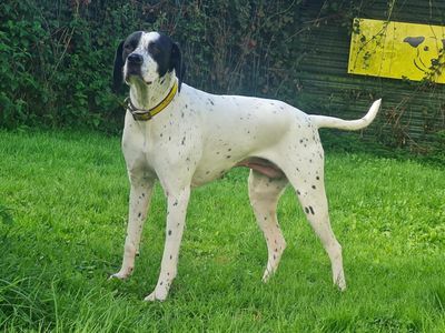 Nieve | Spaniel (English Springer)