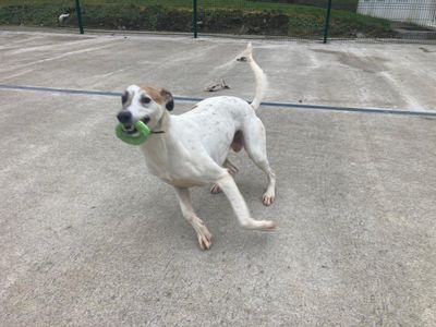Fiyero | Greyhound