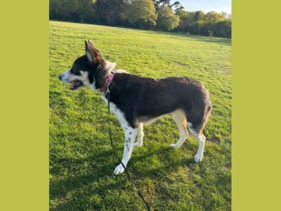 Bella | Collie (Border)