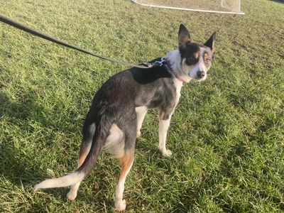 Bella | Collie (Border)