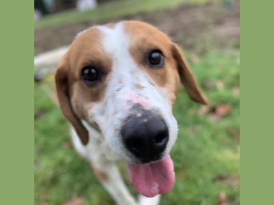 Benedict | Beagle