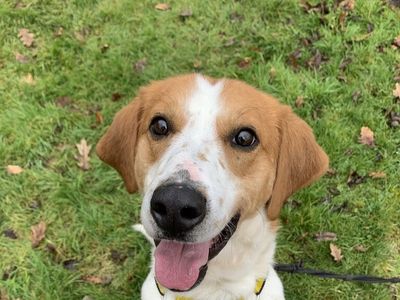 Benedict | Beagle