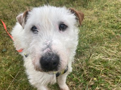 Grissom | Terrier (Patterdale)