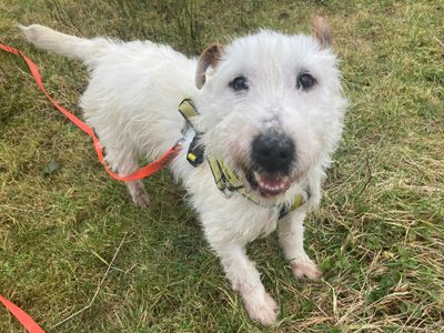 Grissom | Terrier (Patterdale)