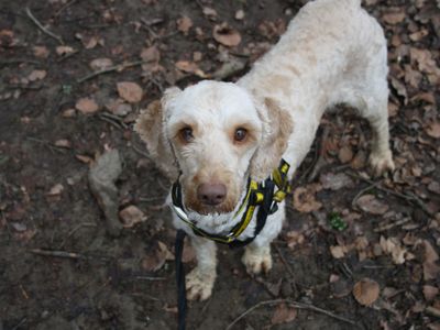 Colleen | Spaniel (Cocker)