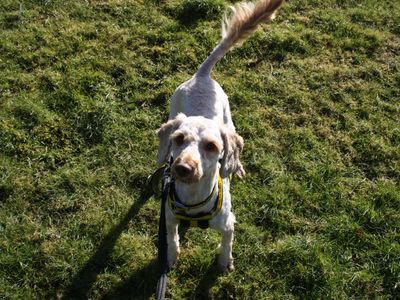 Colleen | Spaniel (Cocker)