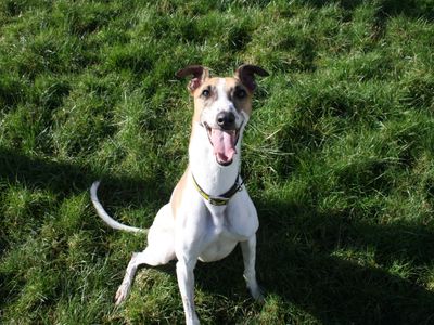 Donnacha | Lurcher