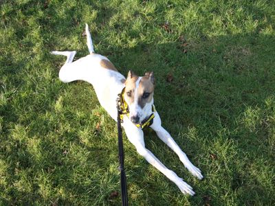 Donnacha | Lurcher
