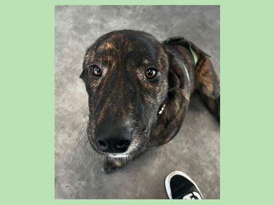 Ben | Retriever (labrador)