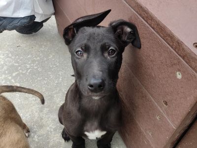 Nemo | Crossbreed