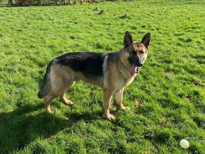 Milo | German Shepherd Dog