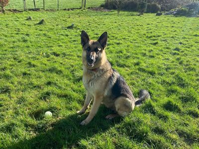 Milo | German Shepherd Dog