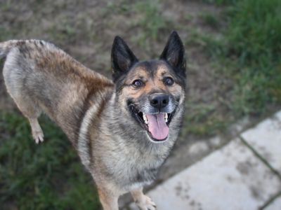 Rosita | Belgian Shepherd Dog (Malinois)