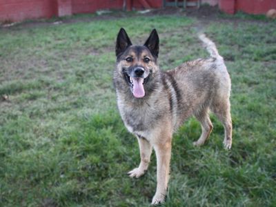 Rosita | Belgian Shepherd Dog (Malinois)