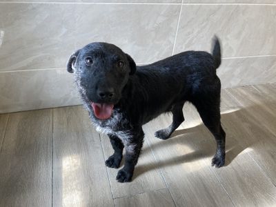 Ned | Terrier (Patterdale)