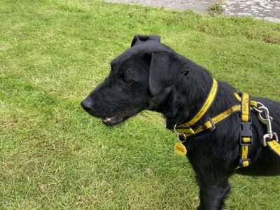 Ned | Terrier (Patterdale)