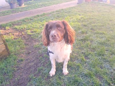 Bugsy | Spaniel (English Springer)